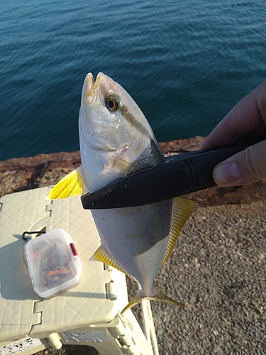 ショゴの釣果