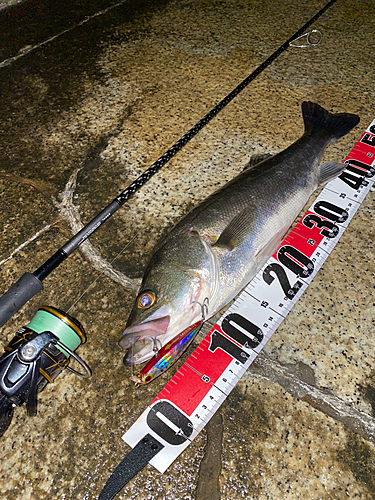 シーバスの釣果