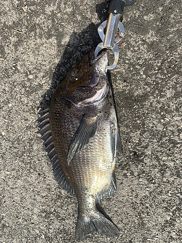 クロダイの釣果