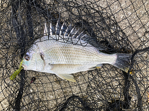 キチヌの釣果