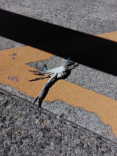 カニの釣果