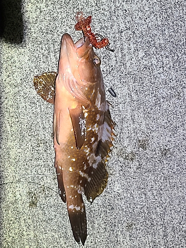 アコウの釣果