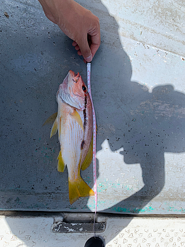 ヨコスジフエダイの釣果