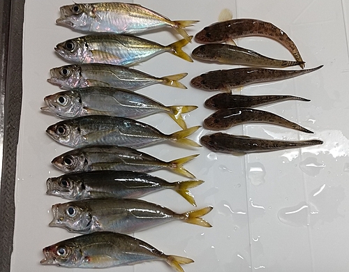 アジの釣果