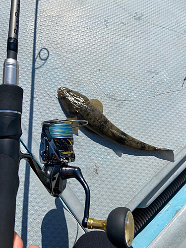 マゴチの釣果