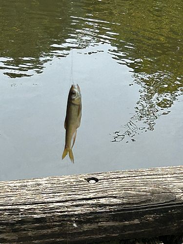 オイカワの釣果