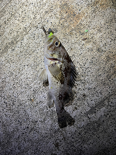 クロソイの釣果