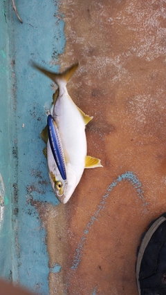 ショゴの釣果