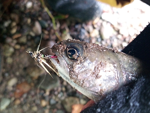 オショロコマの釣果