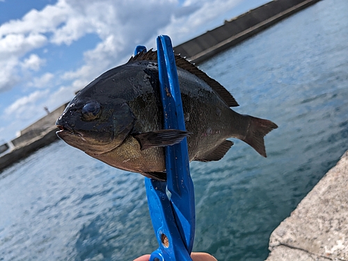 メジナの釣果