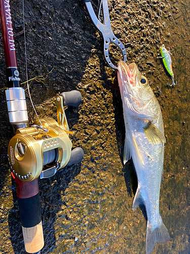 スズキの釣果