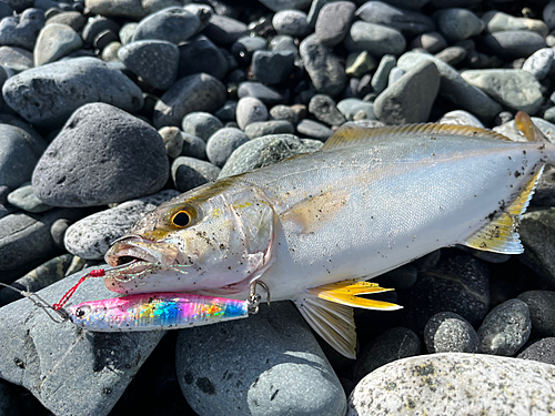 ショゴの釣果