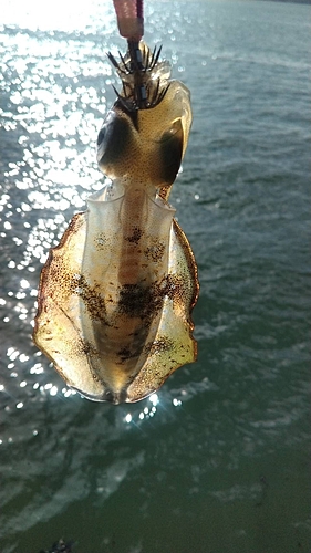 アオリイカの釣果