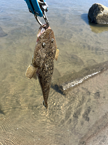 コチの釣果