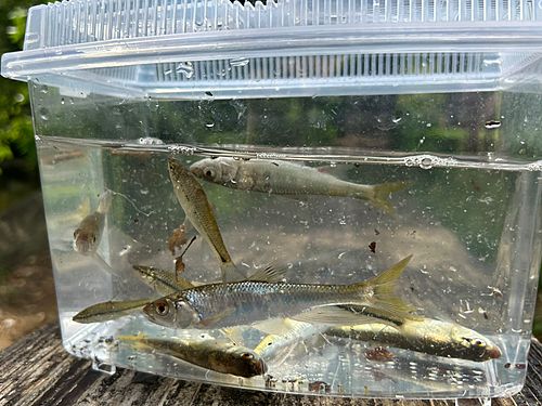 オイカワの釣果