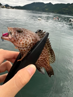 オオモンハタの釣果