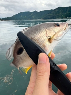 クロホシフエダイの釣果