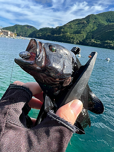 オオモンハタの釣果