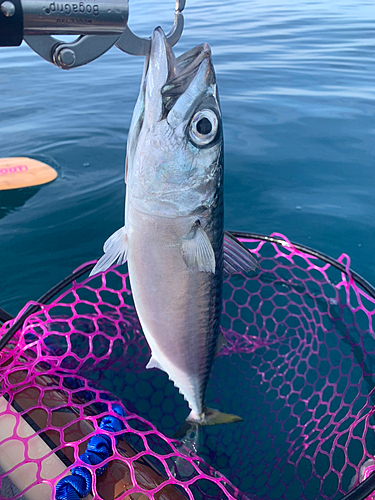 サバの釣果