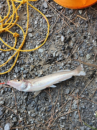 キスの釣果