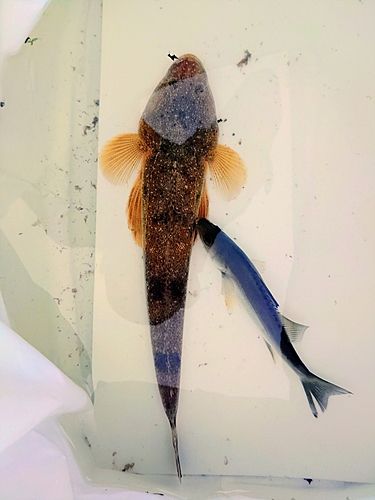 マゴチの釣果