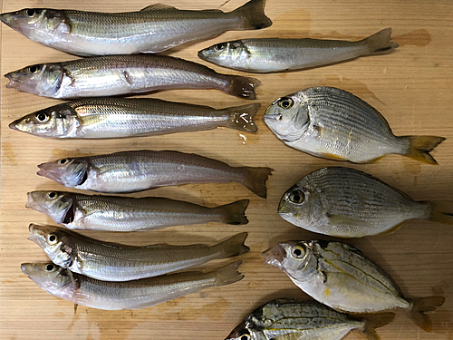 キスの釣果