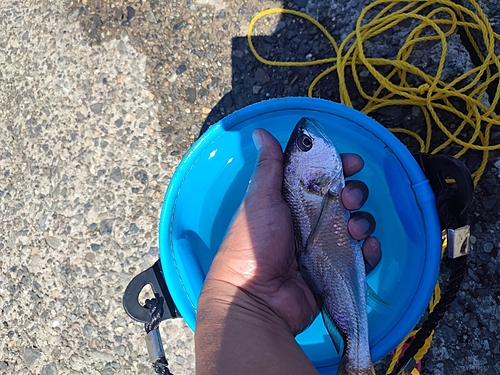 イシモチの釣果