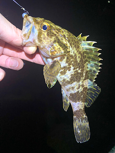 タケノコメバルの釣果