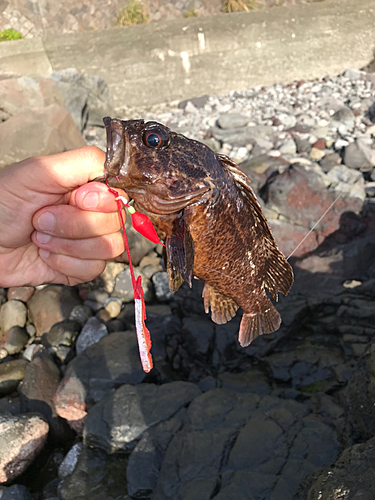 ムラソイの釣果