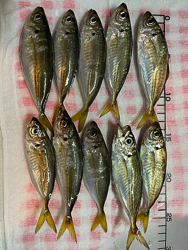 アジの釣果