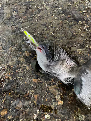 クロダイの釣果