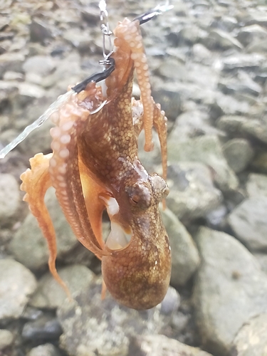 タコの釣果