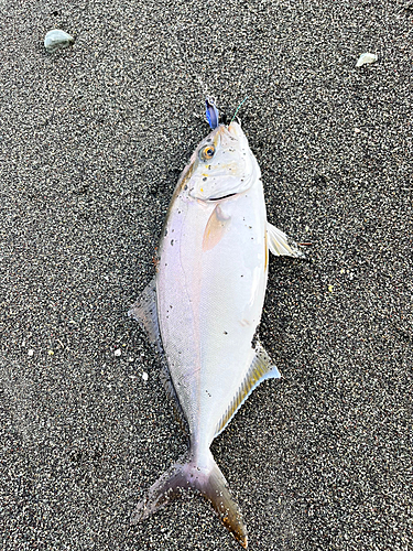 ショゴの釣果