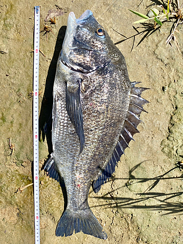 クロダイの釣果