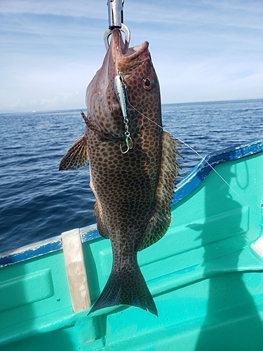 オオモンハタの釣果