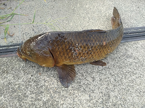 コイの釣果