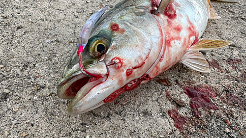 ツバスの釣果