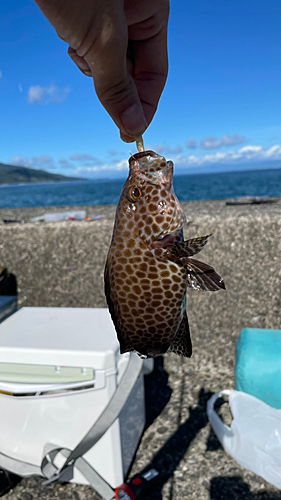 オオモンハタの釣果