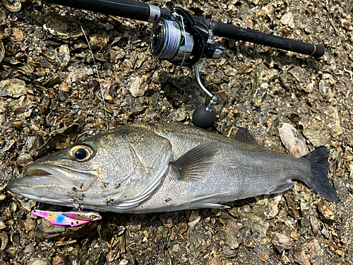 シーバスの釣果