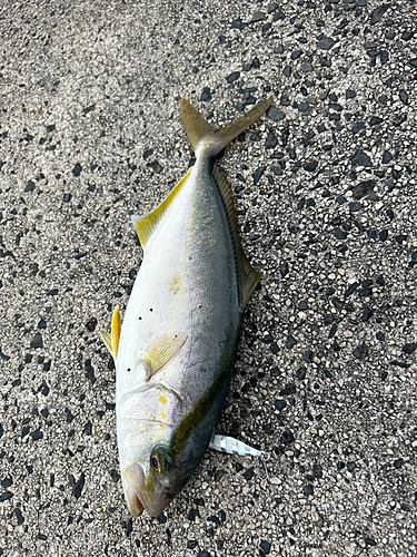 カンパチの釣果