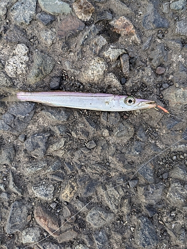 カマスの釣果