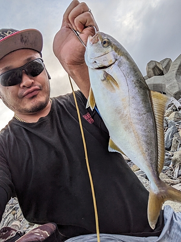 ショゴの釣果