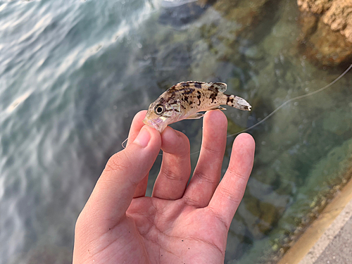 クロソイの釣果