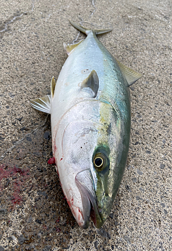 イナダの釣果