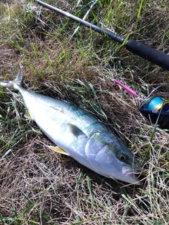 イナダの釣果