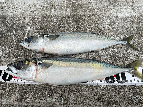 サバの釣果