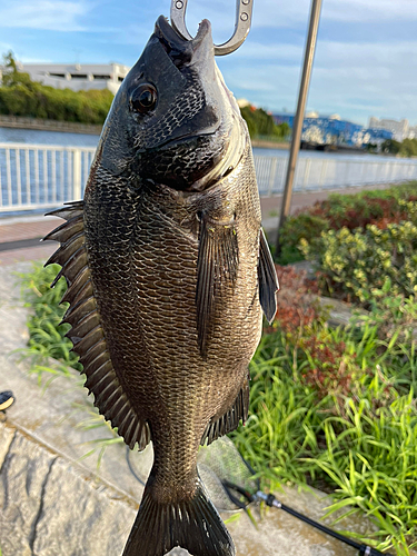 クロダイの釣果