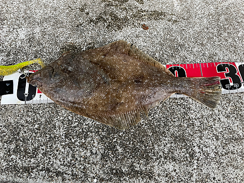 カレイの釣果