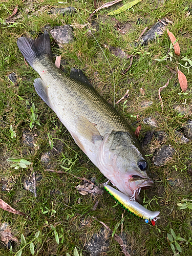 ブラックバスの釣果