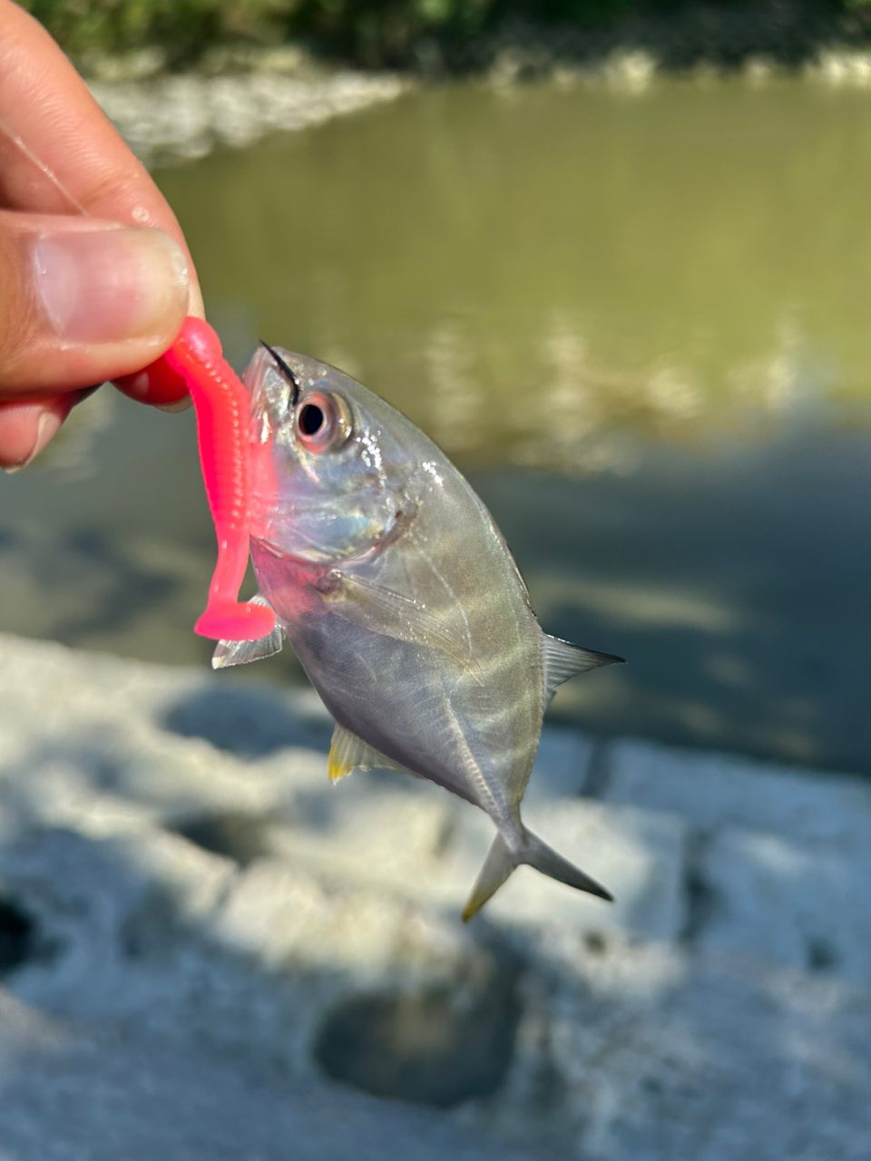 ガーラの釣果写真